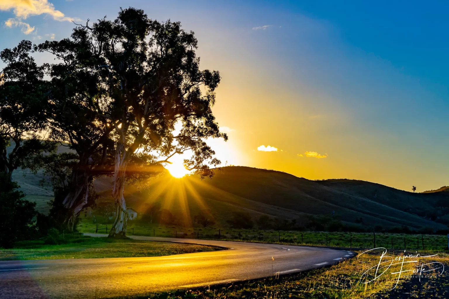 Une route sinueuse éclairée par le soleil couchant, derrière un grand arbre